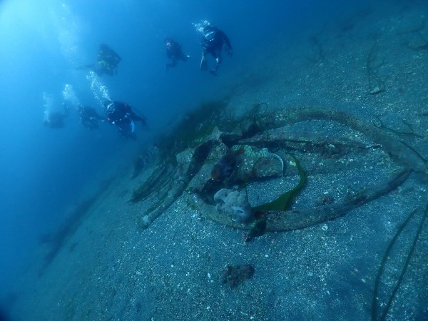 ダイビングライセンスを取得して沈んだクジラの骨を見に行く！千葉　坂田