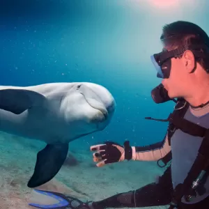 ダイビングでイルカやクジラと会える触れ合いのポイントについてのサムネイル