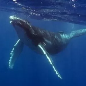 夢のザトウクジラと泳ぐ！徳之島ツアーの詳細決定！のサムネイル