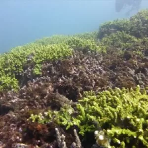 伊豆でサンゴの群生が見れる田子の海で海洋実習！のサムネイル
