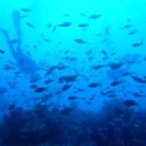 ダイビングスキルアップツアー　IN　熱海のサムネイル