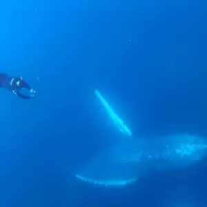 徳之島ザトウクジラツアーの動画が取り上げられました！　東京ダイビングスクールBeyond/調布のサムネイル