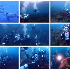 東京から伊豆大島でダイビング！ウミガメたくさん！　　東京ダイビングスクールBeyond/調布のサムネイル