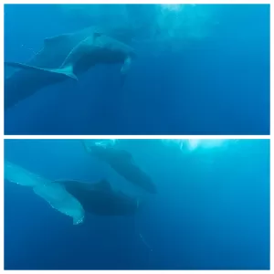 東京でダイビングを始めてクジラと泳ぐ！徳之島クジラツアー速報！　東京ダイビングスクールBeyondのサムネイル