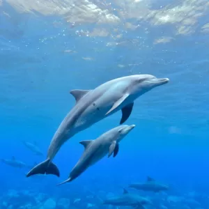イルカの平均寿命はどれくらい？水族館と野生の違いも解説のサムネイル