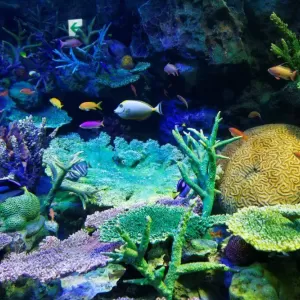 サンゴは世界に何種類？ダイバーが知るべきサンゴの種類と基礎知識のサムネイル